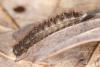 Lagria sp.
